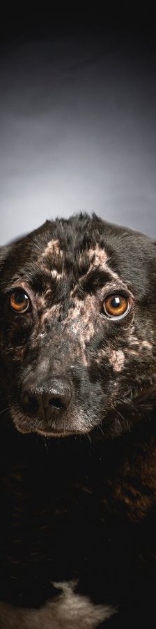 kotangens – Mischling, Weibchen, 11 Jahre, Ungarn – Foto 14