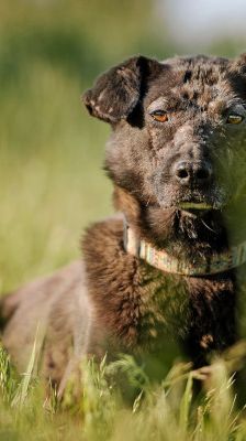 kotangens – Mischling, Weibchen, 11 Jahre, Ungarn – Foto 15