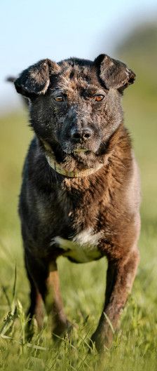 kotangens – Mischling, Weibchen, 11 Jahre, Ungarn – Foto 16