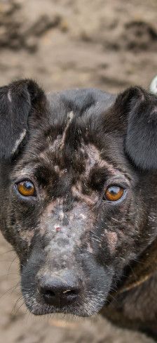 kotangens – Mischling, Weibchen, 11 Jahre, Ungarn – Foto 17
