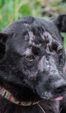 kotangens – Mischling, Weibchen, 11 Jahre, Ungarn – Foto 18