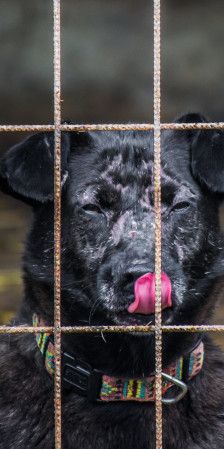 kotangens – Mischling, Weibchen, 11 Jahre, Ungarn – Foto 19
