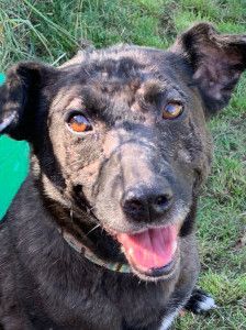 kotangens – Mischling, Weibchen, 11 Jahre, Ungarn – Foto 20