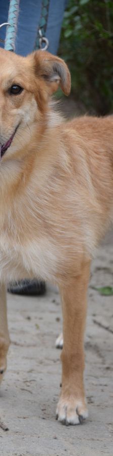 plum – Mischling, Männchen, 6 Jahre 1 Monat, Ungarn – Foto 1