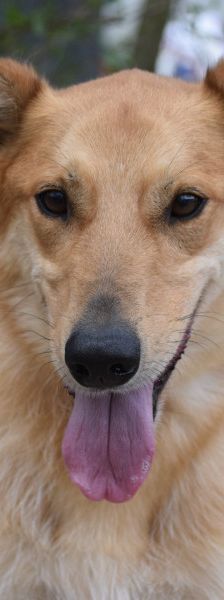 plum – Mischling, Männchen, 6 Jahre 1 Monat, Ungarn – Foto 2