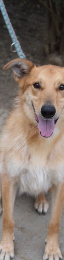 plum – Mischling, Männchen, 6 Jahre 1 Monat, Ungarn – Foto 3