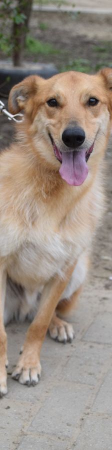 plum – Mischling, Männchen, 6 Jahre 1 Monat, Ungarn – Foto 4