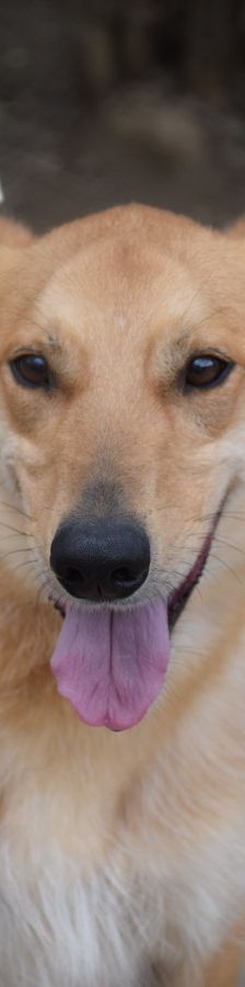 plum – Mischling, Männchen, 6 Jahre 1 Monat, Ungarn – Foto 5