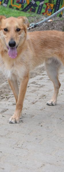 plum – Mischling, Männchen, 6 Jahre 1 Monat, Ungarn – Foto 6