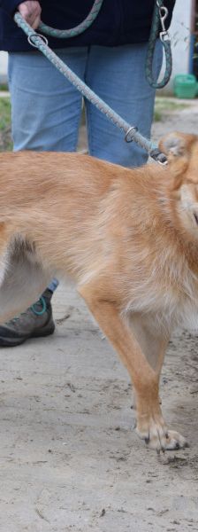 plum – Mischling, Männchen, 6 Jahre 1 Monat, Ungarn – Foto 7