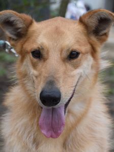 plum – Mischling, Männchen, 6 Jahre 1 Monat, Ungarn – Foto 8
