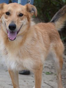plum – Mischling, Männchen, 6 Jahre 1 Monat, Ungarn – Foto 9