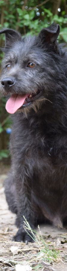 dio – Mischling, Männchen, 4 Jahre 3 Monate, Ungarn – Foto 1