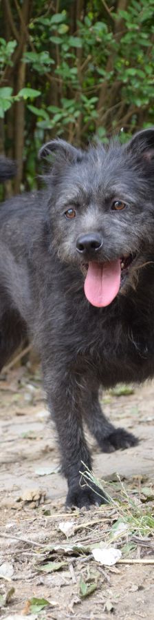 dio – Mischling, Männchen, 4 Jahre 3 Monate, Ungarn – Foto 2