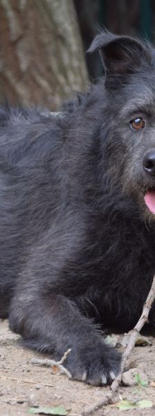 dio – Mischling, Männchen, 4 Jahre 3 Monate, Ungarn – Foto 3