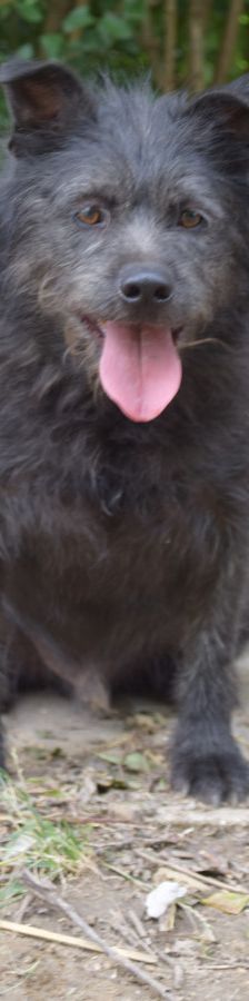 dio – Mischling, Männchen, 4 Jahre 3 Monate, Ungarn – Foto 4