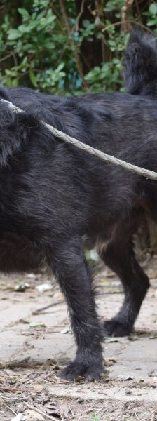 dio – Mischling, Männchen, 4 Jahre 3 Monate, Ungarn – Foto 5