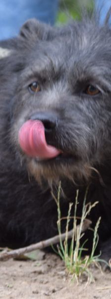 dio – Mischling, Männchen, 4 Jahre 3 Monate, Ungarn – Foto 6