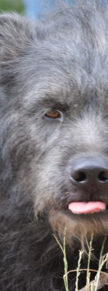 dio – Mischling, Männchen, 4 Jahre 3 Monate, Ungarn – Foto 7