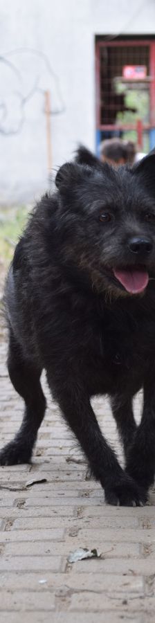 dio – Mischling, Männchen, 4 Jahre 3 Monate, Ungarn – Foto 9