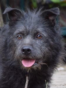 dio – Mischling, Männchen, 4 Jahre 3 Monate, Ungarn – Foto 10