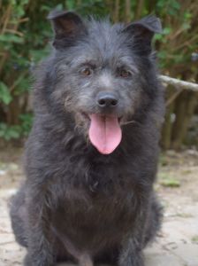 dio – Mischling, Männchen, 4 Jahre 3 Monate, Ungarn – Foto 11