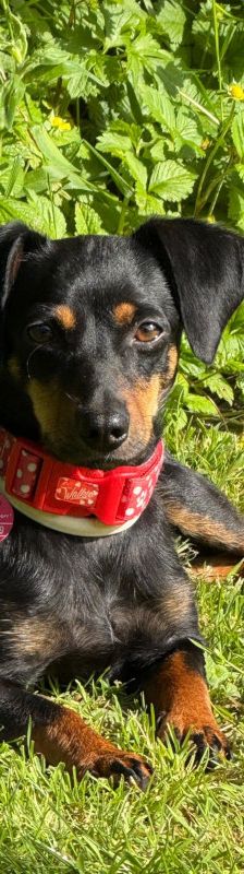 lina – Mischling, Weibchen, 2 Jahre, Lohmar – Foto 1
