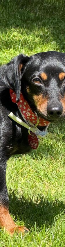 lina – Mischling, Weibchen, 2 Jahre, Lohmar – Foto 3