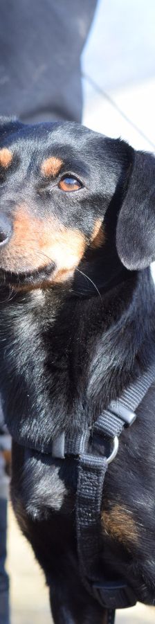 lina – Mischling, Weibchen, 2 Jahre, Lohmar – Foto 6