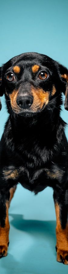 lina – Mischling, Weibchen, 2 Jahre, Lohmar – Foto 15