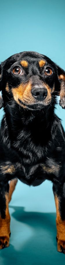 lina – Mischling, Weibchen, 2 Jahre, Lohmar – Foto 17