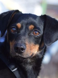 lina – Mischling, Weibchen, 2 Jahre, Lohmar – Foto 18