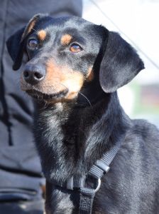 lina – Mischling, Weibchen, 2 Jahre, Lohmar – Foto 19