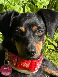 lina – Mischling, Weibchen, 2 Jahre, Lohmar – Foto 20
