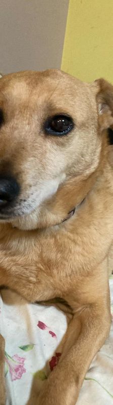 rosi – Mischling, Weibchen, 12 Jahre 9 Monate, Ungarn – Foto 1