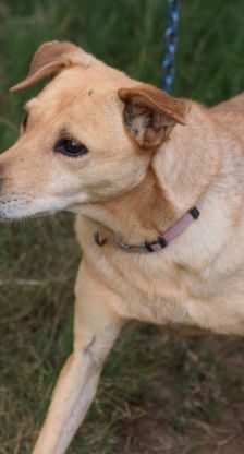 rosi – Mischling, Weibchen, 12 Jahre 9 Monate, Ungarn – Foto 4