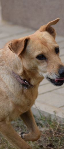 rosi – Mischling, Weibchen, 12 Jahre 9 Monate, Ungarn – Foto 5
