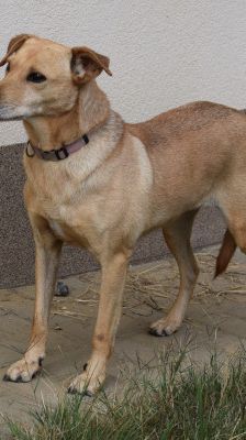 rosi – Mischling, Weibchen, 12 Jahre 9 Monate, Ungarn – Foto 6