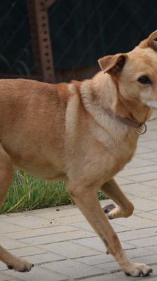 rosi – Mischling, Weibchen, 12 Jahre 9 Monate, Ungarn – Foto 7