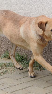 rosi – Mischling, Weibchen, 12 Jahre 9 Monate, Ungarn – Foto 9