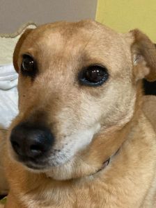 rosi – Mischling, Weibchen, 12 Jahre 9 Monate, Ungarn – Foto 11