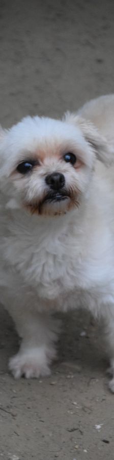 rapunzel – Mischling, Weibchen, 11 Jahre 5 Monate – Foto 2