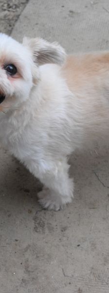 rapunzel – Mischling, Weibchen, 11 Jahre 5 Monate – Foto 3