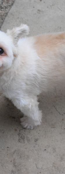 rapunzel – Mischling, Weibchen, 11 Jahre 5 Monate – Foto 4