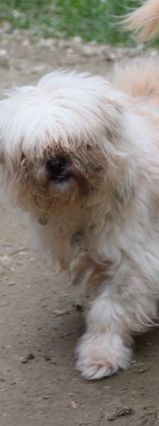 rapunzel – Mischling, Weibchen, 11 Jahre 5 Monate – Foto 5