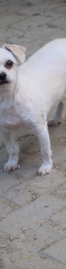 rapunzel – Mischling, Weibchen, 11 Jahre 5 Monate – Foto 6