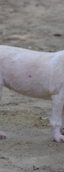 rapunzel – Mischling, Weibchen, 11 Jahre 5 Monate – Foto 7