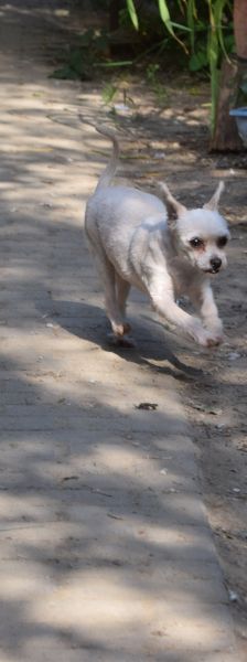 rapunzel – Mischling, Weibchen, 11 Jahre 5 Monate – Foto 8