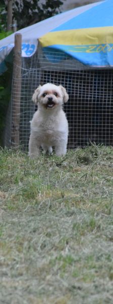 rapunzel – Mischling, Weibchen, 11 Jahre 5 Monate – Foto 9