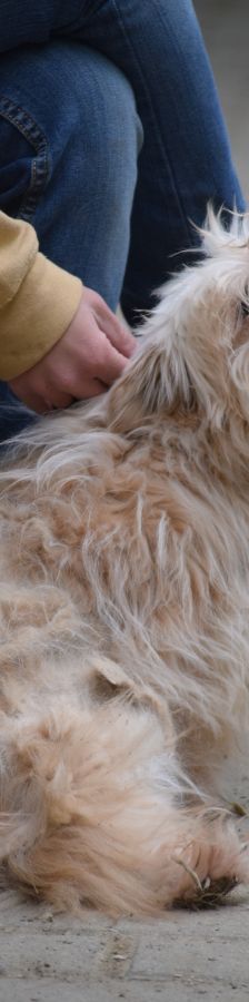 rapunzel – Mischling, Weibchen, 11 Jahre 5 Monate – Foto 11